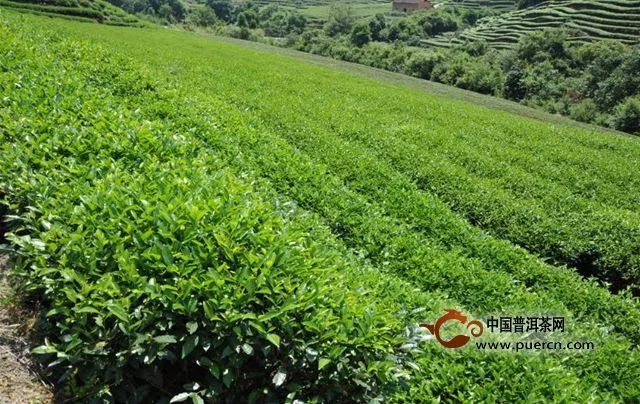 仰天雪綠茶的生長(zhǎng)環(huán)境如何