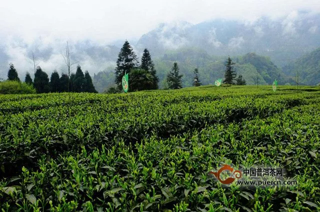 青城雪芽的由來(lái)