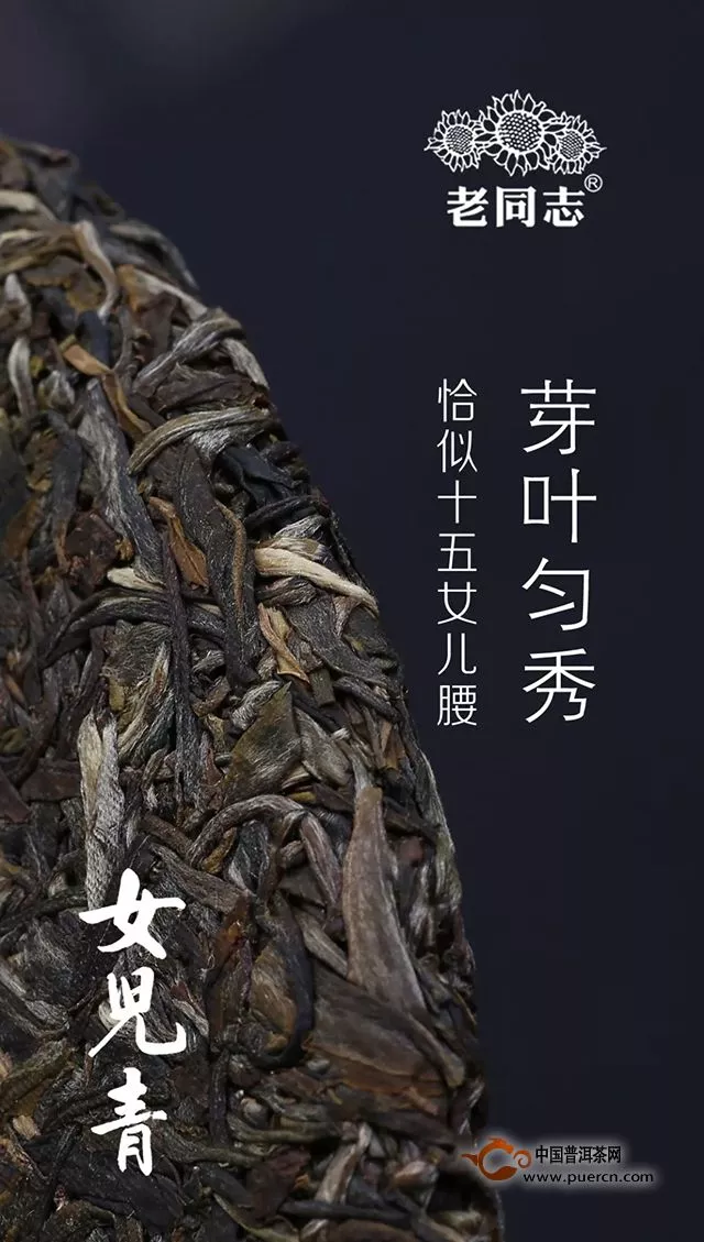 『Tea-新品』老同志 第11代女兒青