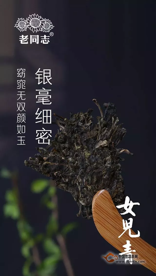 『Tea-新品』老同志 第11代女兒青