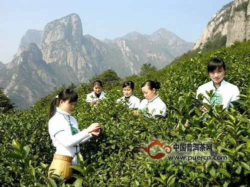 雁荡毛峰绿茶的产地是哪里