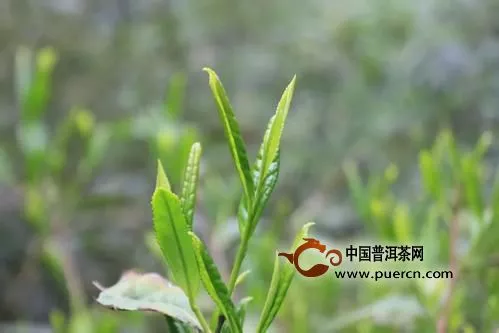 什么是老竹大方茶