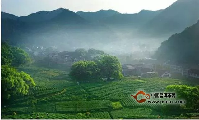 千島玉葉的產(chǎn)地及特點(diǎn)