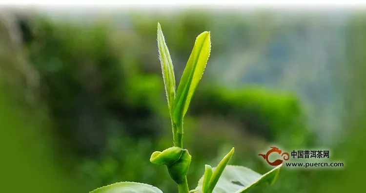 金坛雀舌的制茶工艺