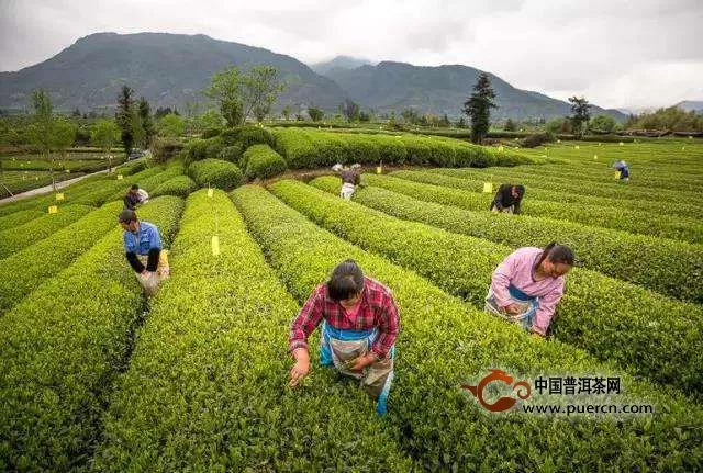 遂昌銀猴的生態(tài)環(huán)境