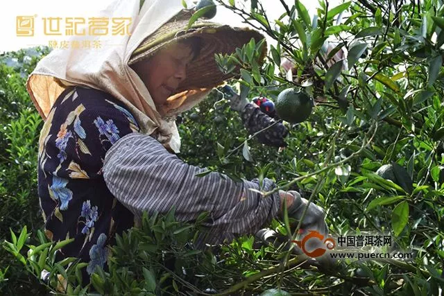 茶友賣力推薦的小青柑，老樹小青柑，有何魔力