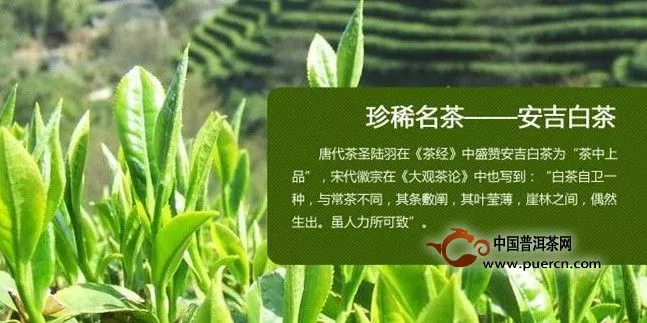 安吉白茶产地的气候特征