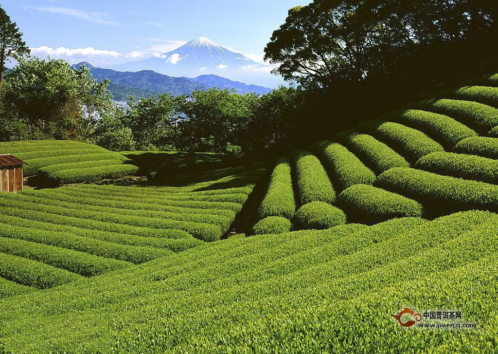 雪水云綠茶發(fā)展歷史