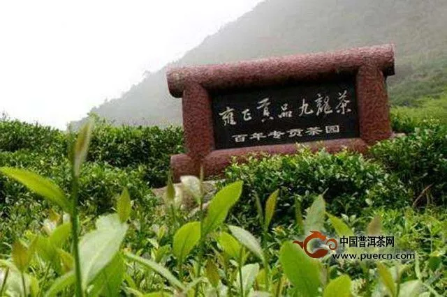 九龙茶自然生态环境