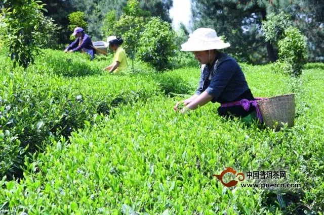 九龙茶产自哪里