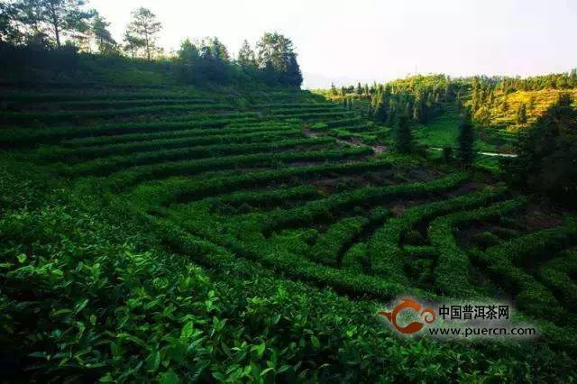 小布岩茶的产地
