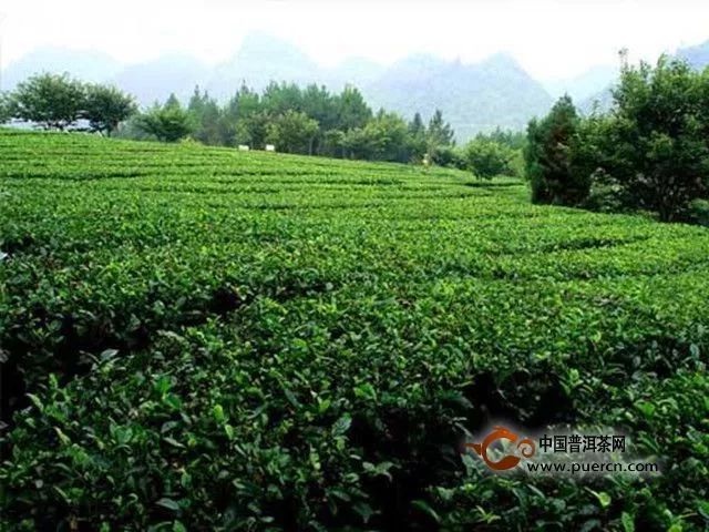 峨眉毛峰茶的產(chǎn)地