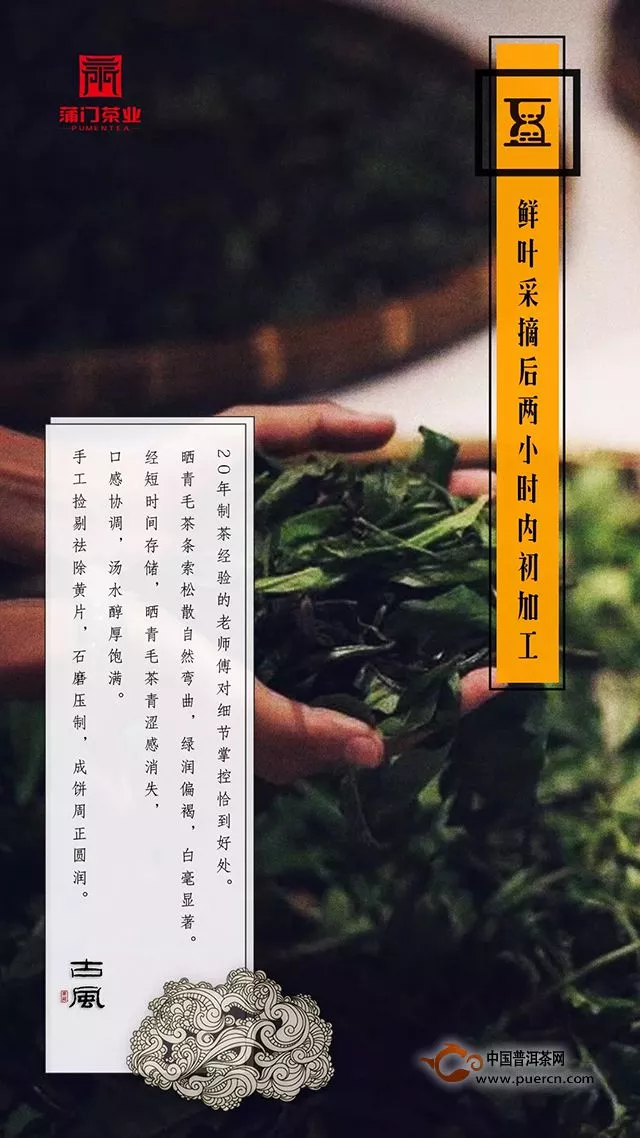 古树普洱·发布｜古风：蒲门茶业携手中国供销集团联合出品