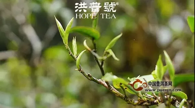 【视频】第一次喝秋茶，我劝你慢慢来！