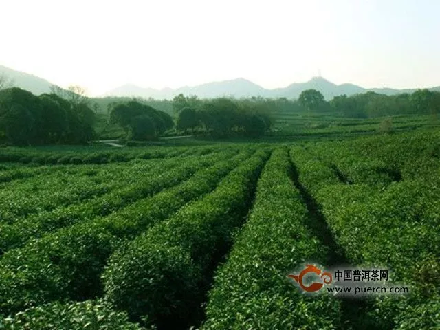 山巖翠綠茶