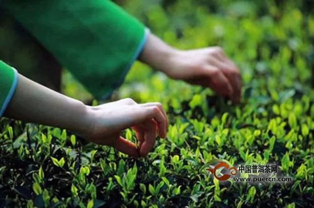山岩翠绿茶采摘工艺