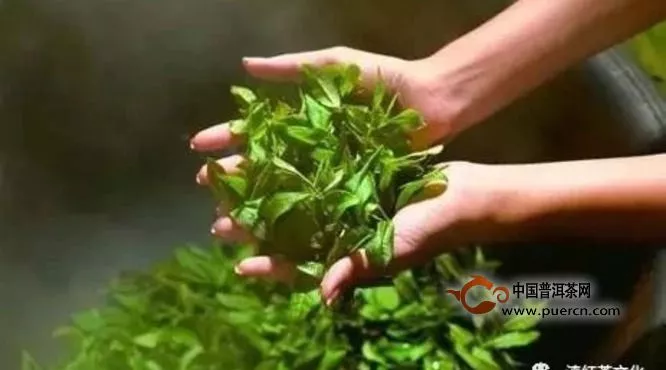 鲜叶本就绿，为何茶叶会有红茶和绿茶之分？