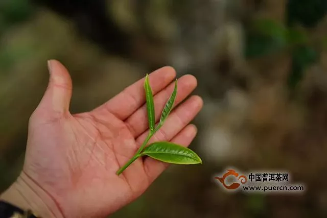 這些年洪普號(hào)犯下的大錯(cuò)