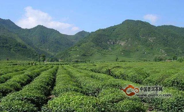 花果山云雾茶的产地环境