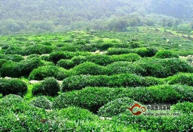 花果山云雾茶的产地环境