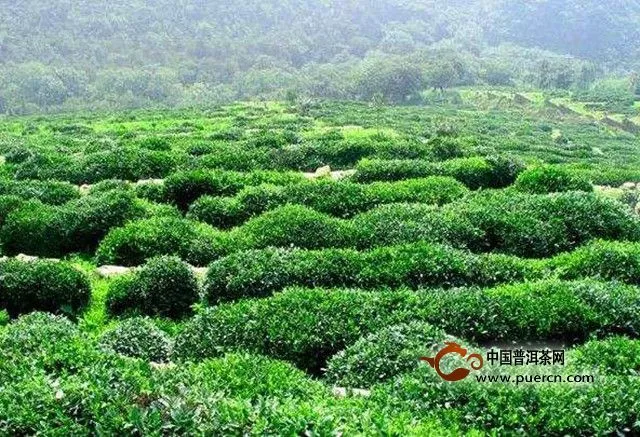 花果山云霧茶