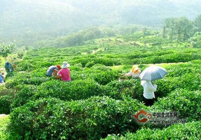 花果山云霧茶