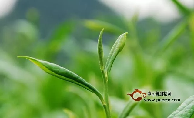 桂东玲珑茶