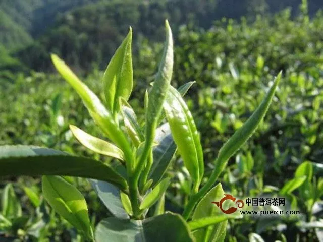 云林茶属于什么茶