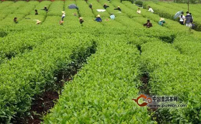 云林茶的产地