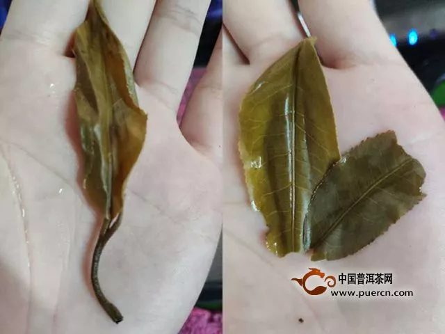 2015年彩农茶勐库春茶(生)品鉴报告