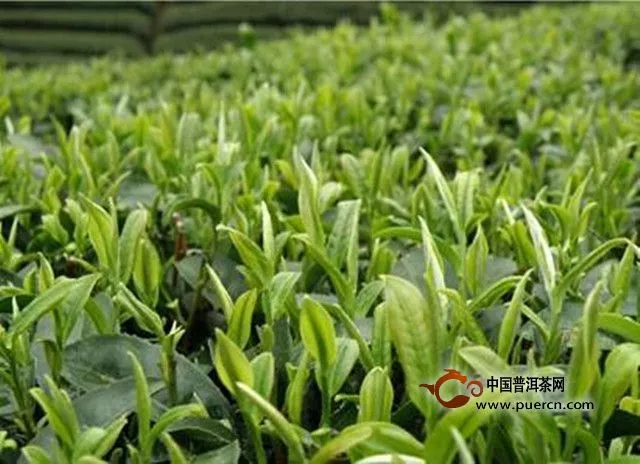 云林茶采制工藝