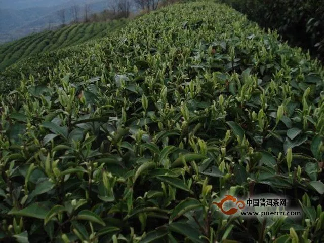 狮口银芽的产地在哪里