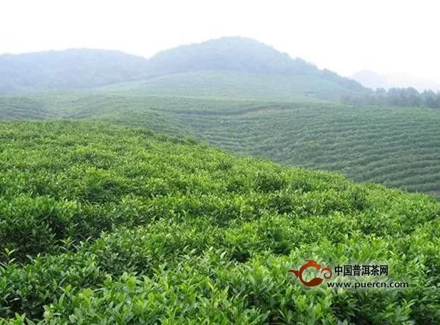 水仙茸勾茶產(chǎn)地在哪里