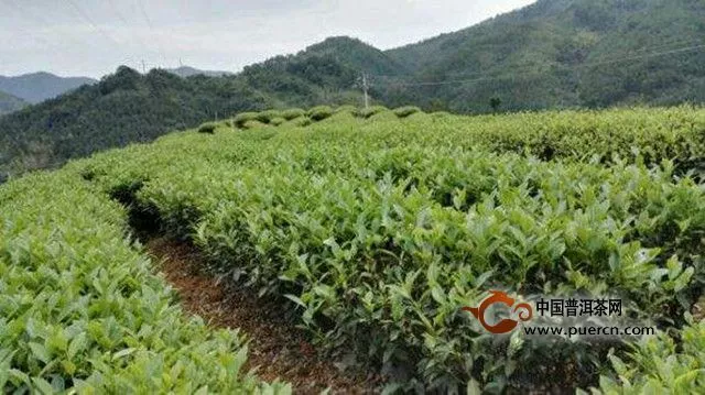 漳平水仙茶的名字來源