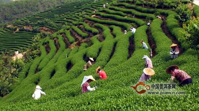 漳平水仙茶主要产自哪里