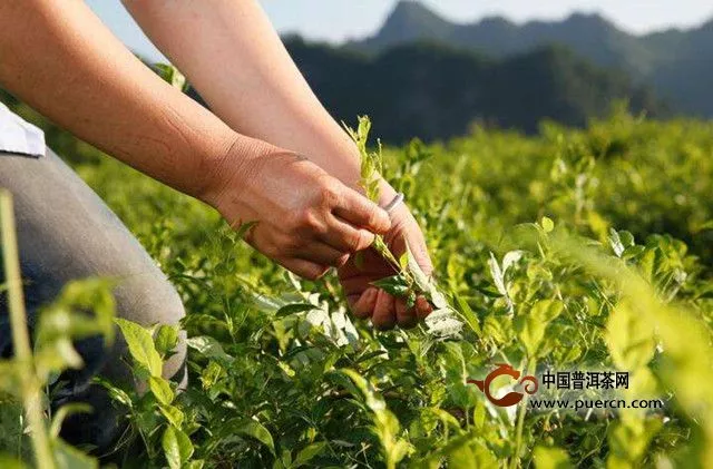茅岩莓茶生长在哪里
