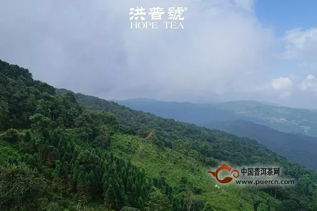 【視頻】茶葉是山頭重要還是樹(shù)林重要？