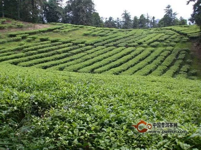 日月潭紅茶產(chǎn)地