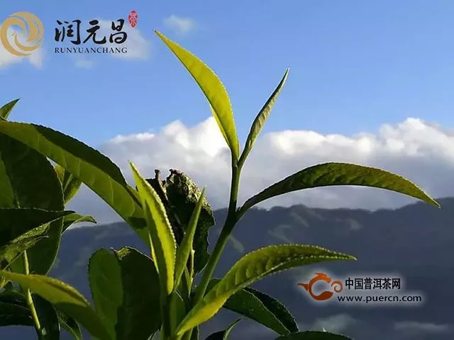 新品預(yù)告｜景邁純料熟茶，綻放甜美豐韻