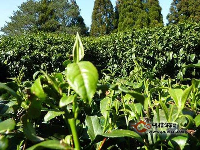 金萱茶是什么品种