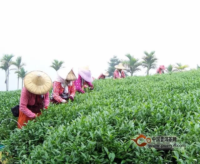 金萱茶的外形是什么样的