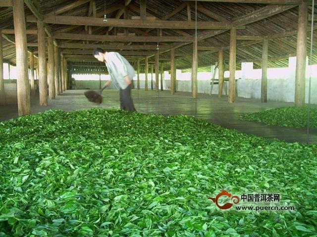 文山包种茶制作过程