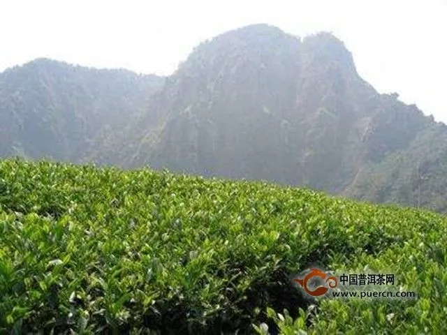 杉林溪茶的产地