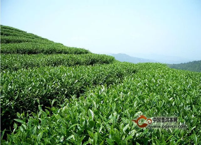 春语茶茶树的栽培管理