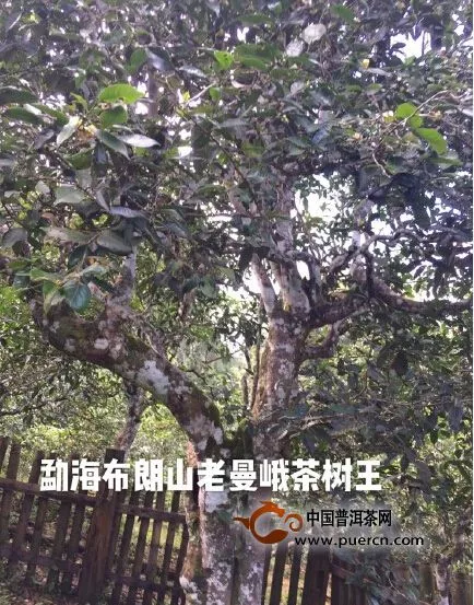 老曼峨野生茶王树