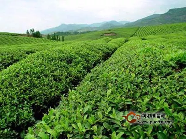 婺州举岩茶产地环境