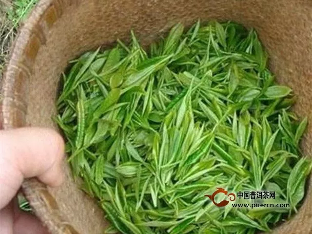 婺州举岩茶采摘方法