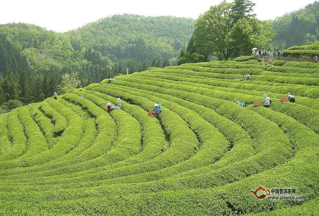 南岳云雾茶是绿茶吗