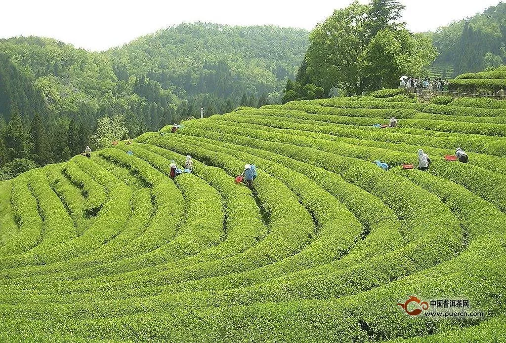 南岳云霧茶是綠茶嗎