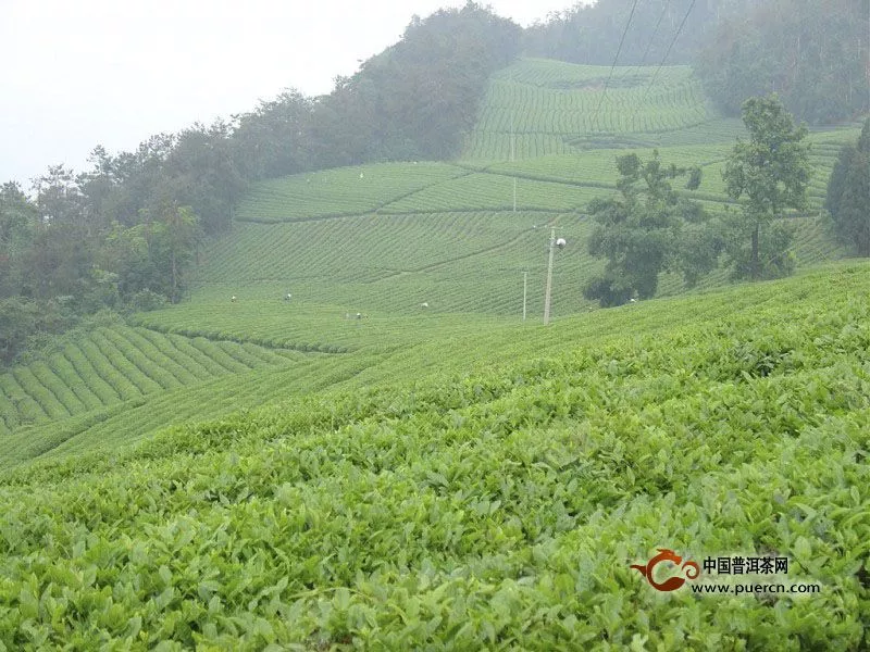 湄潭翠芽產(chǎn)地環(huán)境